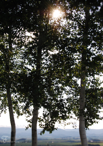 2011北海道~4日目・美瑛 三愛の丘編_d0227246_12303951.jpg