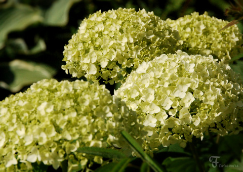 2011北海道~7日目・山部/富良野_d0227246_2128392.jpg