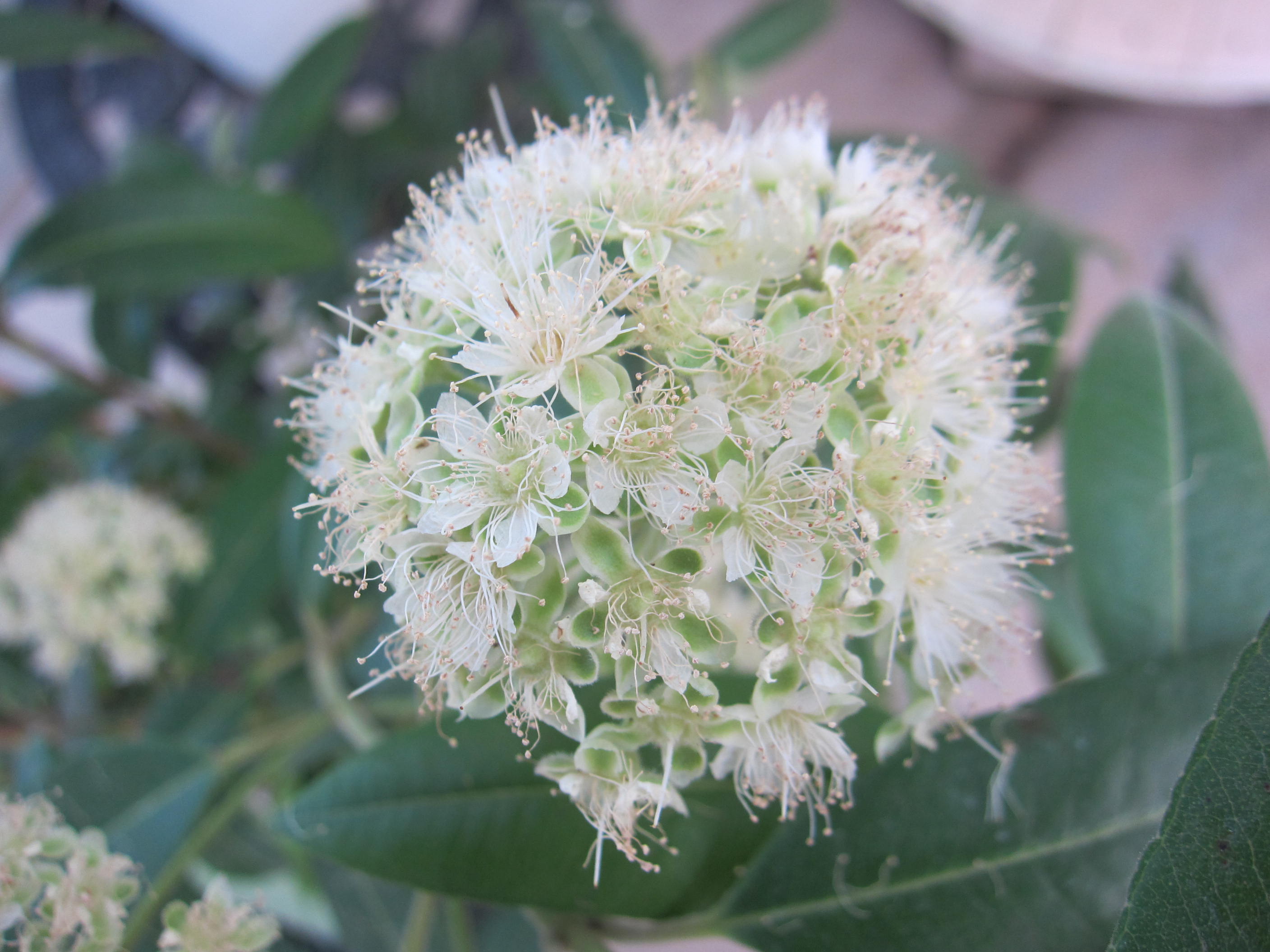 レモンマートル さにべるスタッフblog Sunny Day S Garden