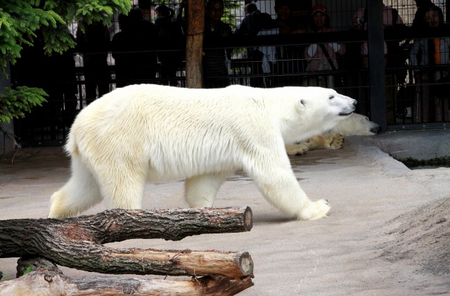 旭山動物園_f0033461_2259291.jpg