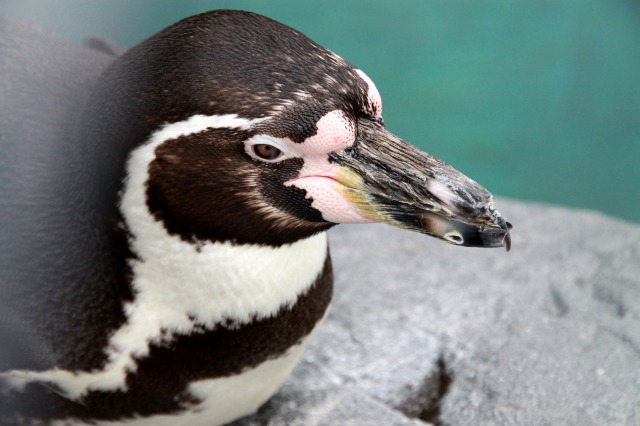 旭山動物園_f0033461_2342394.jpg