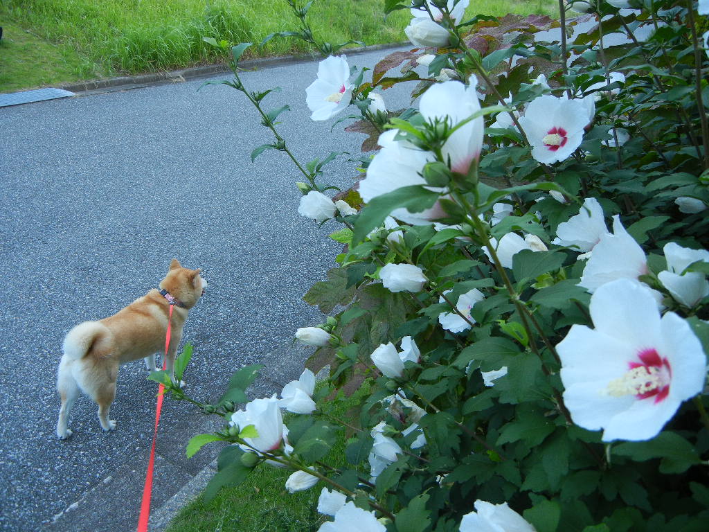 2011年7月25日(月)暑さがぶり返す!_f0060461_1091580.jpg