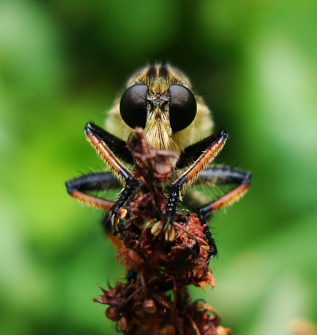昆虫の仮面ライダー アオメアブ : ぶらり自然散歩