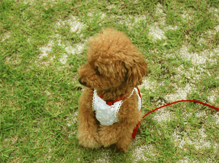 c0196673_12114832.gif