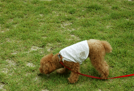 c0196673_12125548.gif
