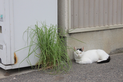 はわい・東郷散歩_f0237673_14115137.jpg