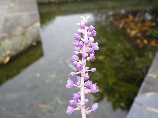 『藪蘭（ヤブラン）の花』_d0054276_2023323.jpg