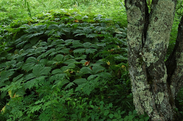 c0212083_08453.jpg