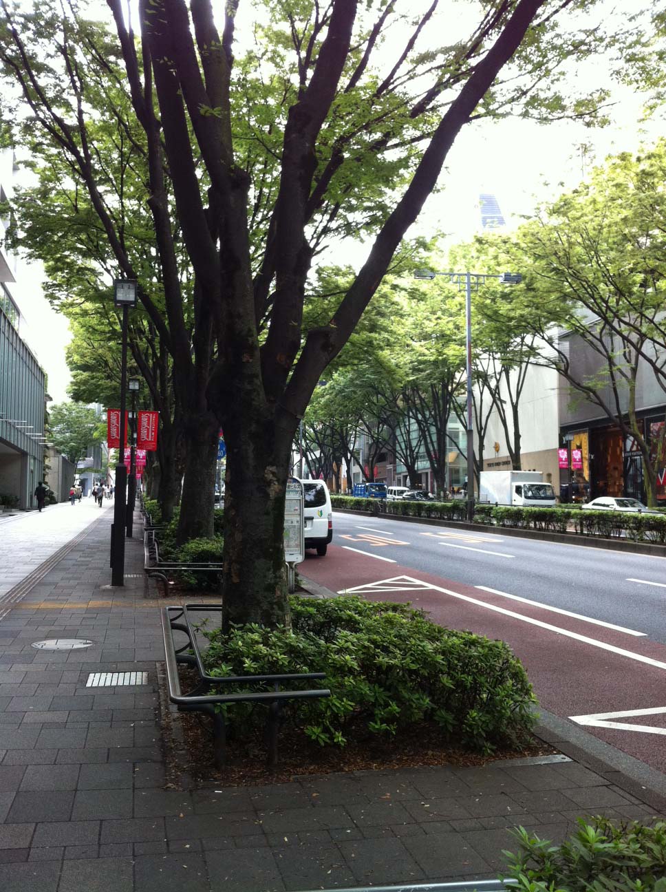 表参道のケヤキ並木です。_f0218886_11573316.jpg