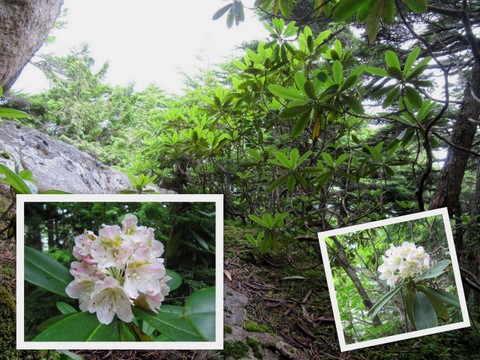 瑞牆山（みずがきやま　2230m）　山梨県_a0104890_2392872.jpg