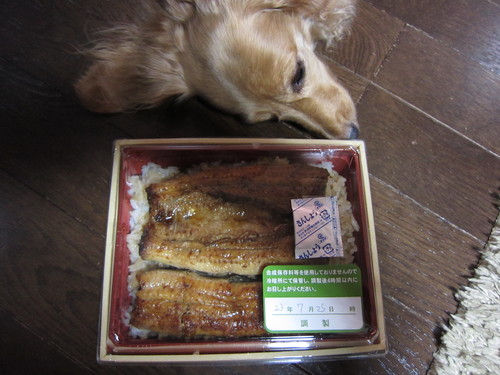 スズメバチ 巣_b0200291_20565847.jpg
