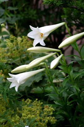 庭から～鉄砲百合など・ウトナイ散策　　2011・7・26（火）_f0041606_1726242.jpg