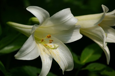 f0170524_13302645.jpg