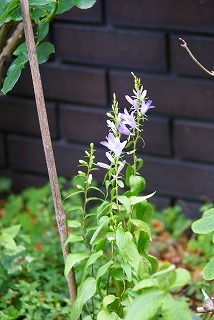 f0170524_13331875.jpg