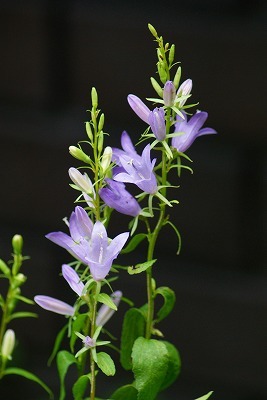 f0170524_13335132.jpg