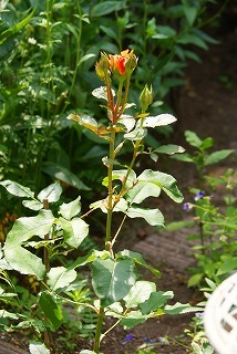 f0170524_13422835.jpg