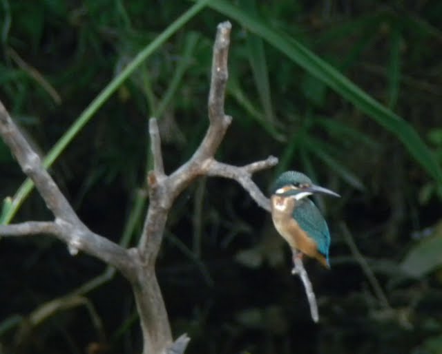 水元公園の鳥_e0089232_5352592.jpg