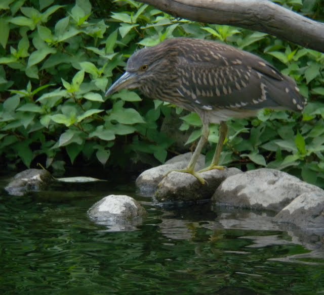 水元公園の鳥_e0089232_5354256.jpg