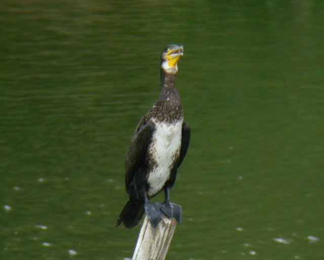 水元公園の鳥_e0089232_5355025.jpg