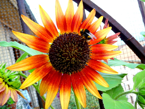 \"Garden in the Rain\" Party_c0201334_6173017.jpg