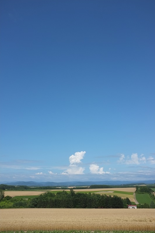 富良野夏の午後_f0050534_785651.jpg