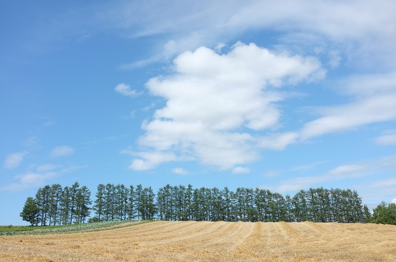 富良野夏の午後_f0050534_791617.jpg
