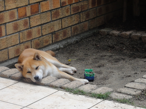 外飼いは禁止です。_b0158035_1545355.jpg