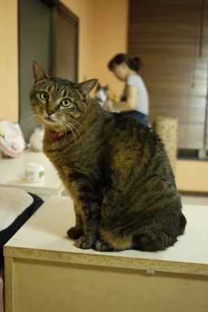 猫のお友だち 珊瑚ちゃん編。_a0143140_23475925.jpg