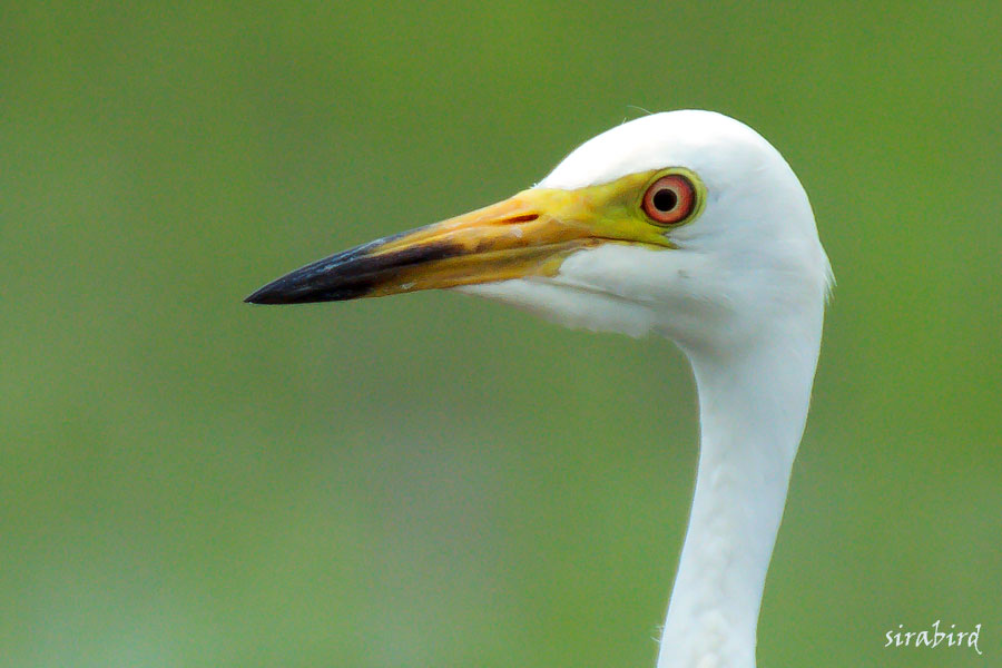 チュウサギ（夏鳥　中鷺、全長約69㎝）_d0238245_15145077.jpg