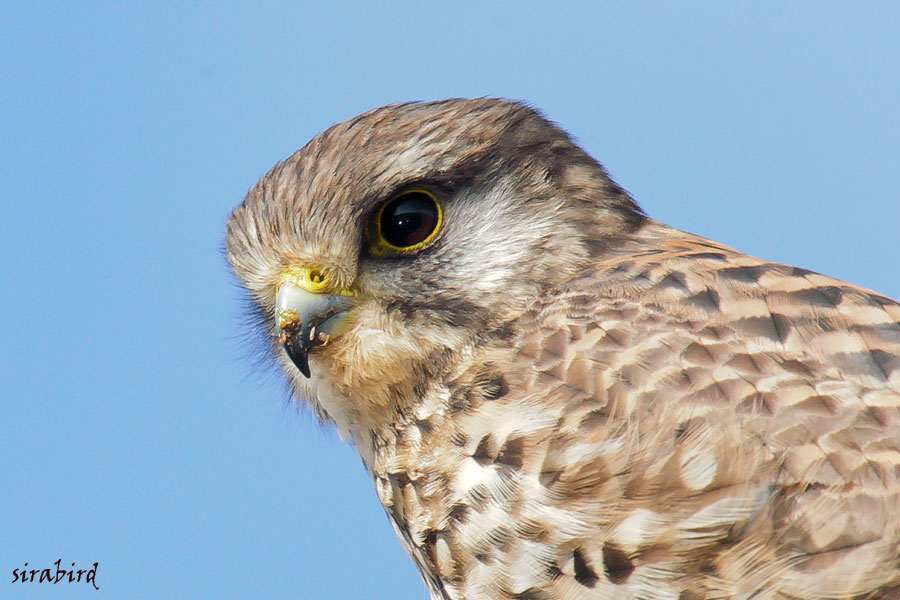 チョウゲンボウ（冬鳥　長元坊、全長：雄約33㎝、雌約38㎝）_d0238245_17205030.jpg