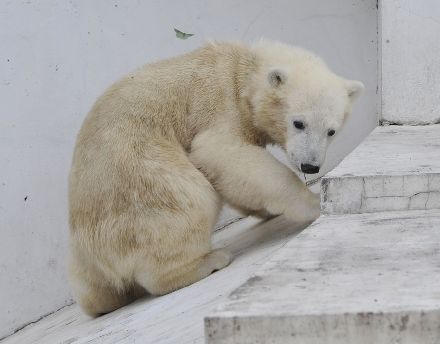ホッキョクグマ狂 : 誰のためでもなく