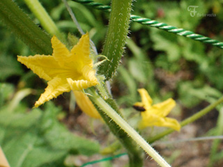 2011北海道~9日目・樹海/チーズ工房_d0227246_11313310.jpg