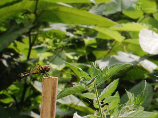 2011北海道~9日目・樹海/チーズ工房_d0227246_11313822.jpg