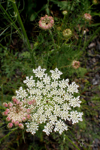 2011北海道~9日目・樹海/チーズ工房_d0227246_11314733.jpg