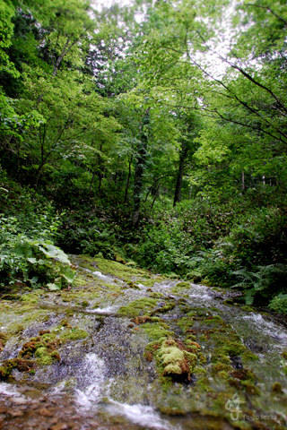 2011北海道~9日目・樹海/チーズ工房_d0227246_11315826.jpg