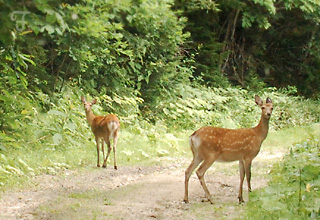 2011北海道~9日目・樹海/チーズ工房_d0227246_11321522.jpg
