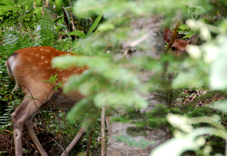 2011北海道~9日目・樹海/チーズ工房_d0227246_11321831.jpg