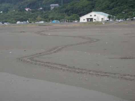 海に戻るアカウミガメ_e0094349_8373093.jpg