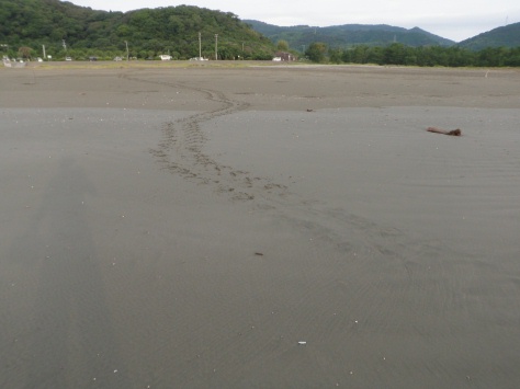 海に戻るアカウミガメ_e0094349_839920.jpg
