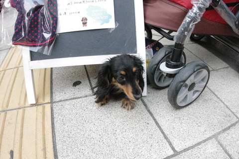 b0005152_1553643.jpg