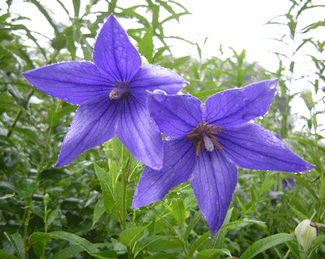 a0001354_2358852.gif