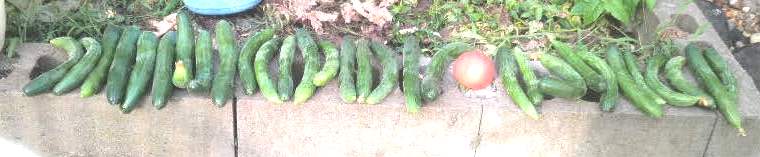 e0082956_71559.jpg