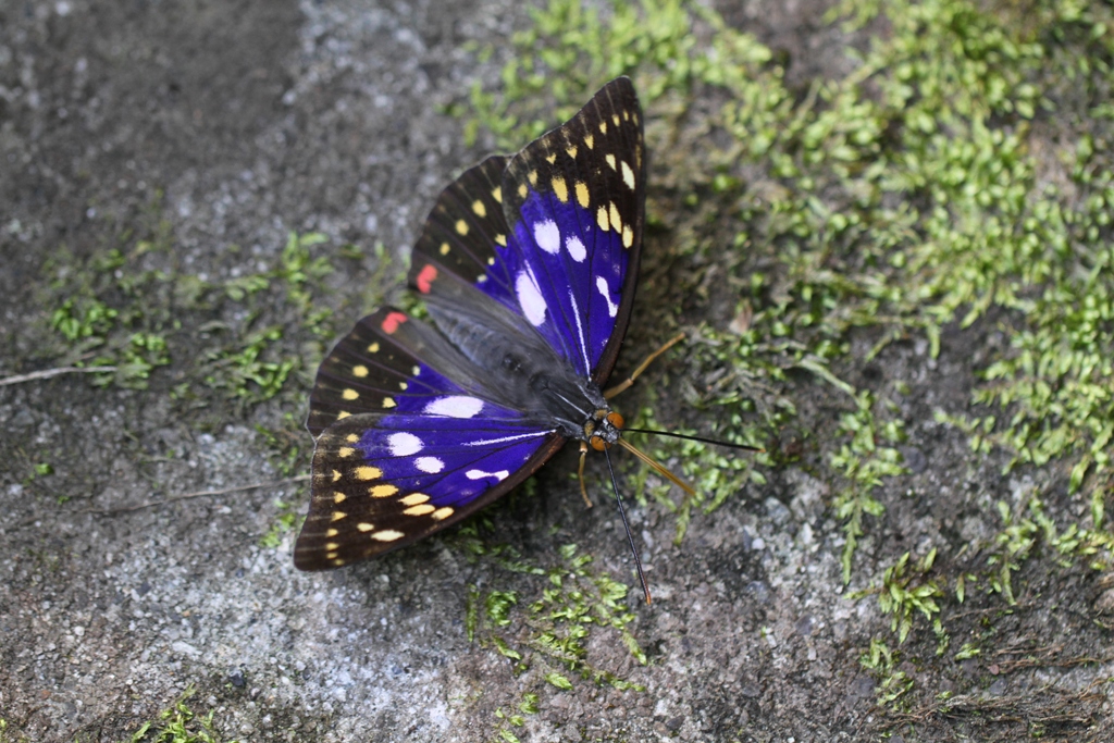 山梨のホシチャバネ、ホソバセセリほか_e0224357_23322194.jpg