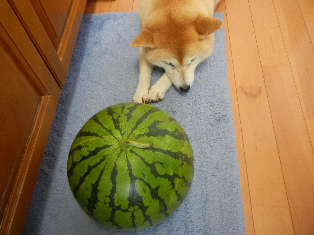 2011年7月26日(火)一転して涼しくなり盛りだくさん!_f0060461_13594823.jpg