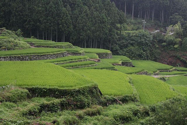 雨の千枚田　（四谷千枚田）_e0220163_1640579.jpg