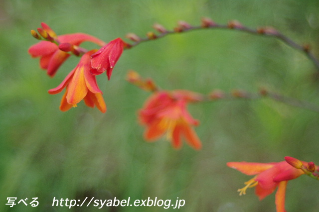 赤鼻ちゃんで赤い花パターン確立か #photo #flower #neko _c0153764_2133209.jpg