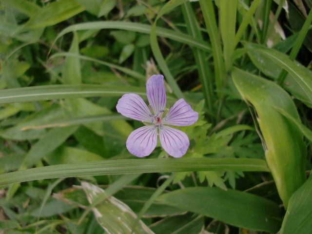 d0010065_222387.jpg