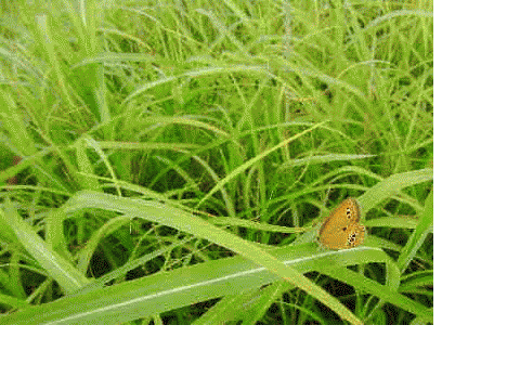 a0146869_512532.gif