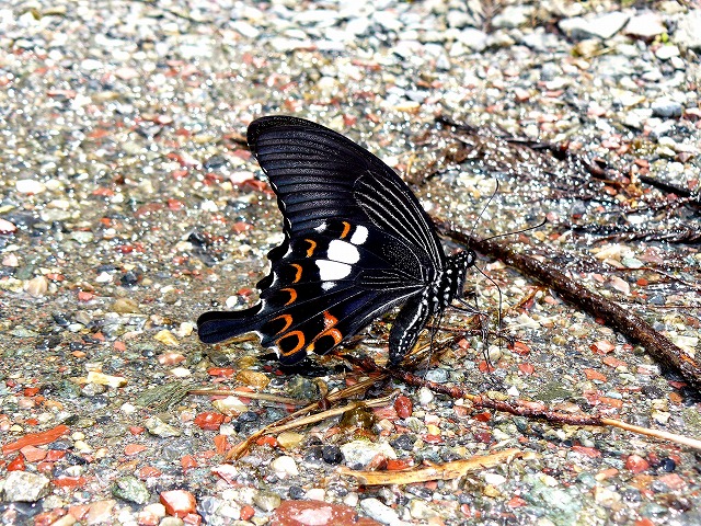 d0019074_1005053.jpg
