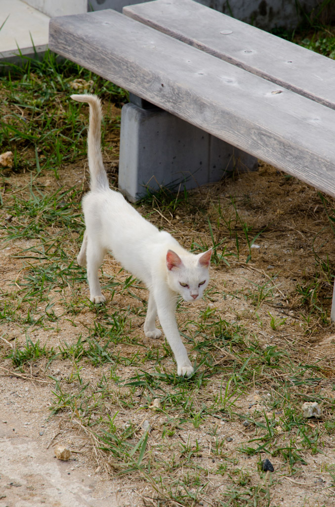沖永良部島⑥ ドライブ_f0167977_22184316.jpg